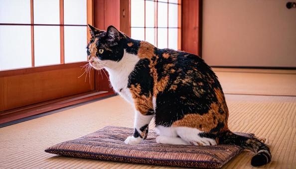 和室と三毛猫 和室と三毛猫の写真
