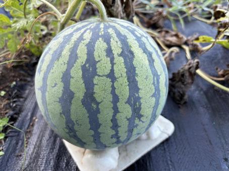 畑のスイカ２ スイカ,大玉,模様の写真素材