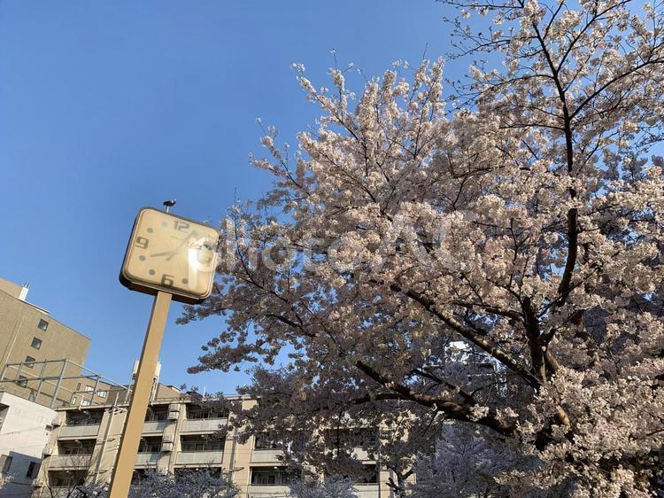時計台と桜 自然,晴れ,春の写真素材