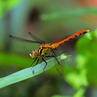 Red-veined darter, JPG