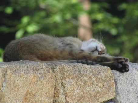 お昼寝にゃんこ1 お昼寝にゃんこ1の写真