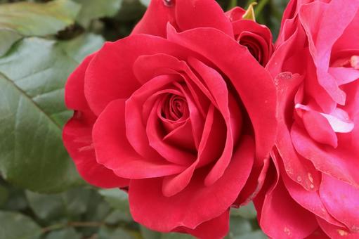 バラ園にて赤い薔薇を撮影した写真です バラ園にて赤い薔薇を撮影した写真です 花,薔薇,自然の写真素材