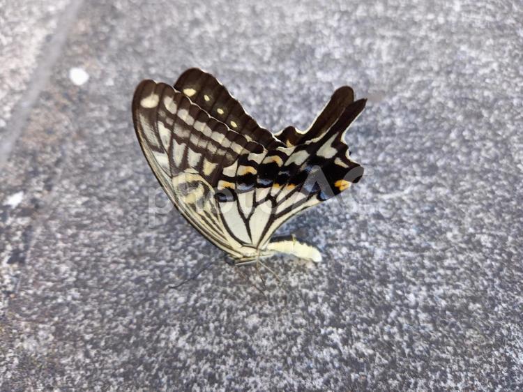 風に揺れるナミアゲハ 蝶,昆虫,アゲハ蝶の写真素材