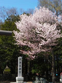 Sakura in Hokkaido Jingu Shrine, hokkaido shrine, cherry blossoms, a shrine, JPG