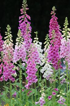 ジギタリスの写真