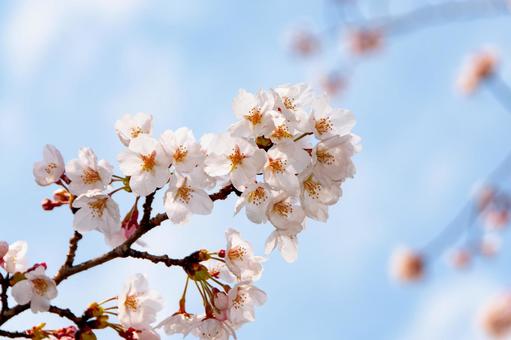 青空に映える満開の桜 13 桜,ソメイヨシノ,サクラの写真素材