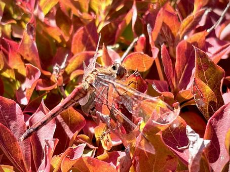 真っ赤な秋 01 アキアカネ,秋茜,トンボの写真素材