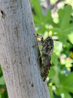木に止まるアブラゼミの姿 アブラゼミ,蝉,セミの写真素材