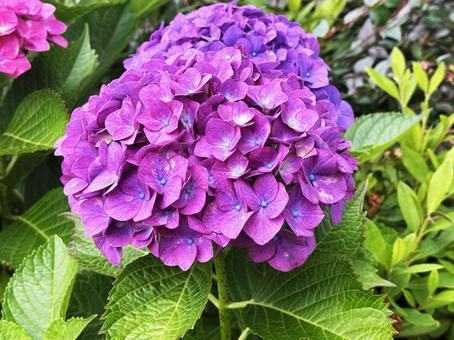 紫陽花 紫陽花 紫陽花,梅雨の花,花の写真素材