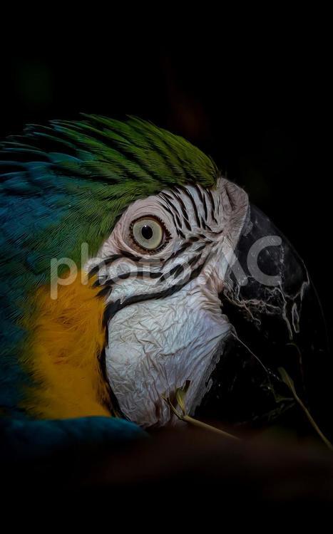 コンゴウインコ インコ,コンゴウインコ,ルリコンゴウインコの写真素材