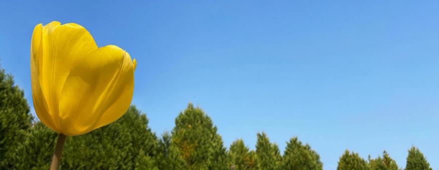 チューリップ畑 春のかわいい花背景素材 チューリップ畑 春のかわいい花背景素材の写真