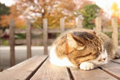 ひだまりベンチでお昼寝 ひだまりベンチでお昼寝 猫,ねこ,ネコの写真素材