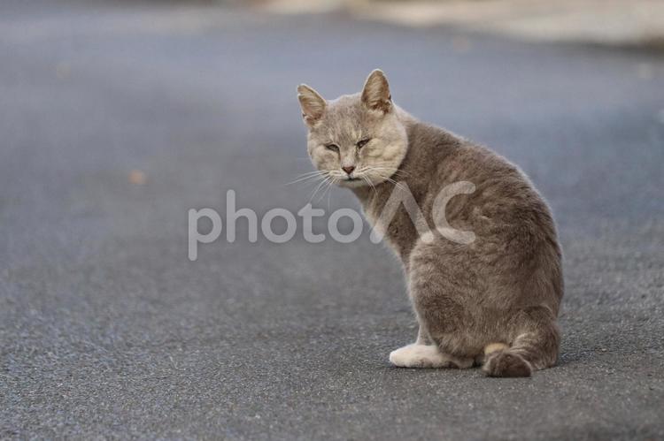 ボスになれなかった不機嫌ブサイク猫 ボスネコ,醜い猫,地域猫の写真素材
