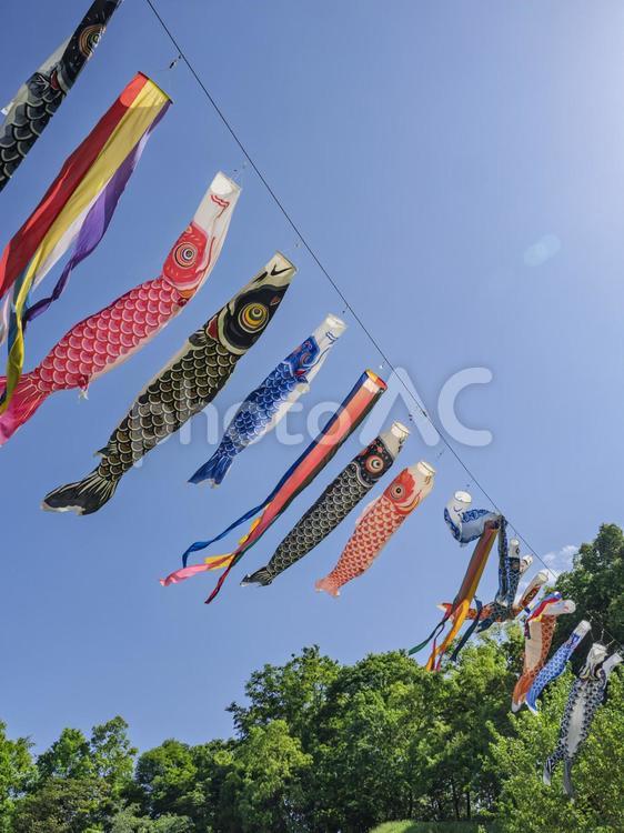 五月晴れの鯉のぼり 鯉のぼり,端午の節句,太陽の写真素材