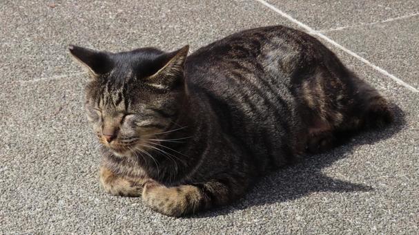 香箱座りで日向ぼっこ中のもふもふな眠り猫 香箱座りで日向ぼっこ中のもふもふな眠り猫 猫,キジトラ,香箱座りの写真素材