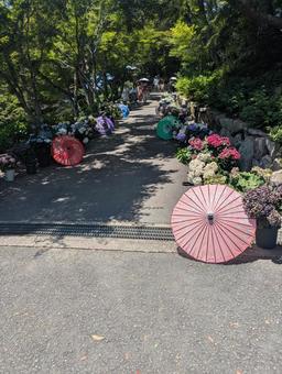 花回廊 花回廊 紫陽花,紫陽花まつり,紫陽花寺の写真素材