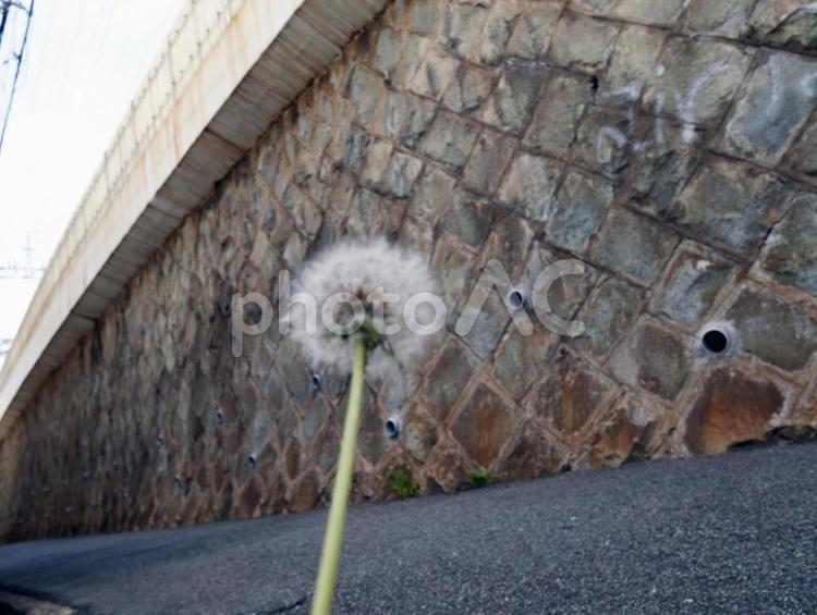 見えないところでも輝きたい 路地,たんぽぽ,薄暗いの写真素材
