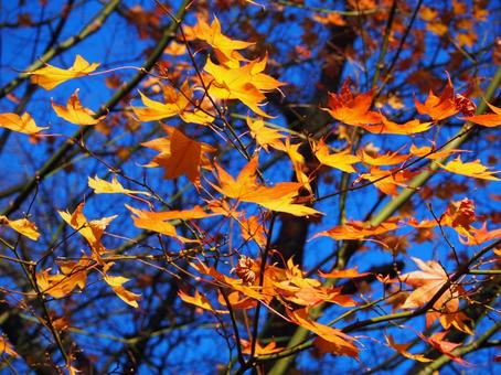 高尾山の紅葉の写真