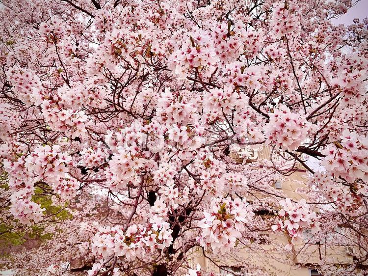 満開のソメイヨシノ ピンク,春,空の写真素材