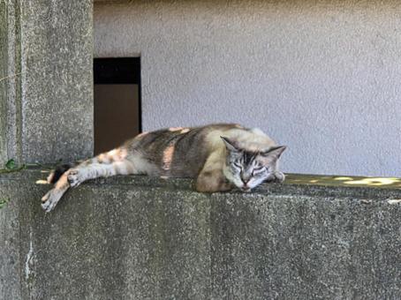 特等席。私も早く帰ろう③ 特等席。私も早く帰ろう③の写真