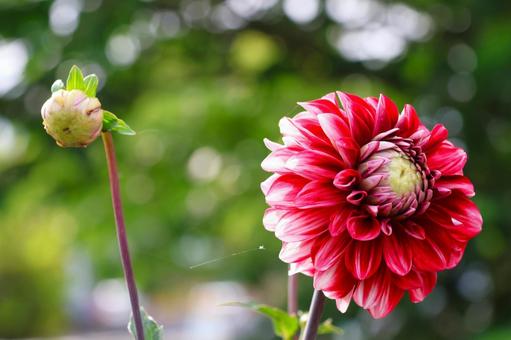 Photo, dahlia, flower, plant, 