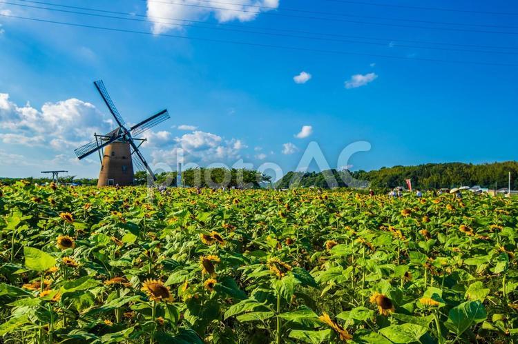 千葉県・佐倉ふるさと広場　ひまわり畑 花,ひまわり,向日葵の写真素材