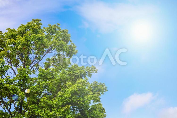  青空と木 木,青空,さわやかの写真素材