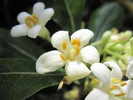 Photo, close-up, circadian inflorescence, spatula shape, 