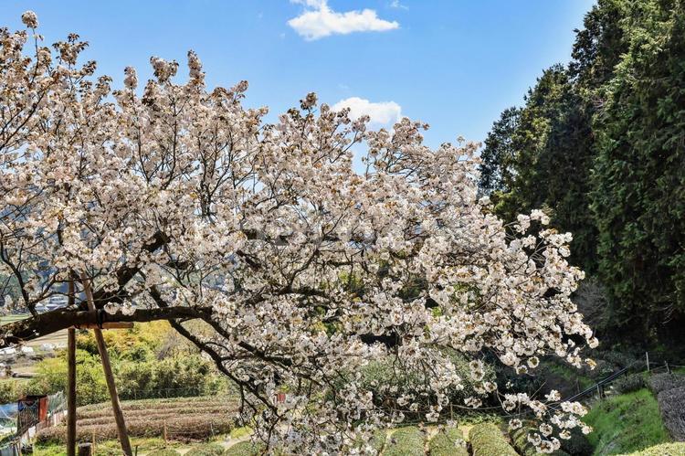 山桜　クローズアップ 桜,さくら,山桜の写真素材