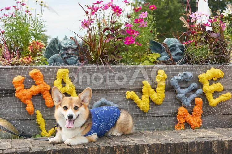 コーギー　ハロウィン コーギー,ハロウィン,コスモスの写真素材