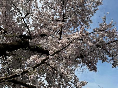 cherry blossoms, JPG