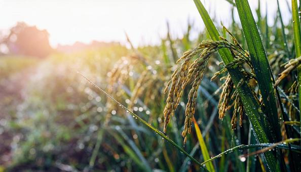 稲穂が実る田園風景の写真