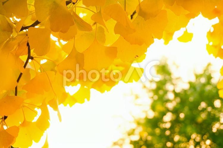 イチョウと夕焼け イチョウ,夕焼け,紅葉の写真素材