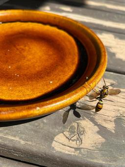 Photo, bee, insect, water, 