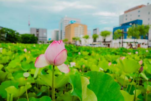 【秋田】千秋公園 蓮の花 2025 【秋田】千秋公園 蓮の花 2025 秋田,千秋公園,公園の写真素材