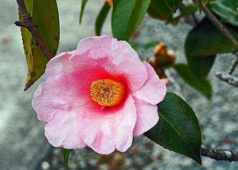 華やかに咲いた山茶花 サザンカ,ツバキ科,ピンクの写真素材