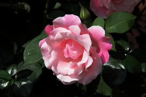バラ・薔薇 ニュードーン バラ・薔薇 ニュードーンの写真