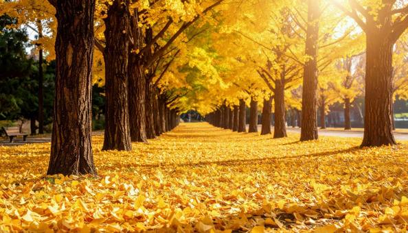 黄金色に染まったイチョウ並木と落ち葉の写真