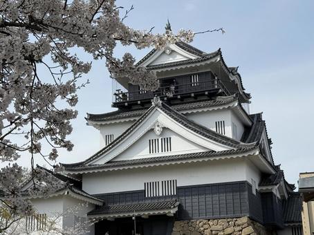 Okazaki Castle and cherry blossoms, JPG