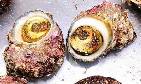 サザエ サザエ,栄螺,さざえの写真素材