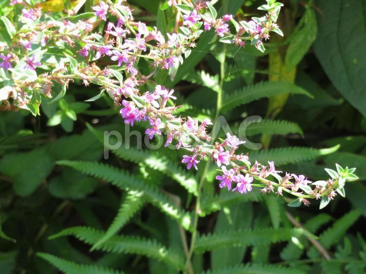 水田の脇に咲き始めたミソハギの花 ミソハギ,萩,花の写真素材