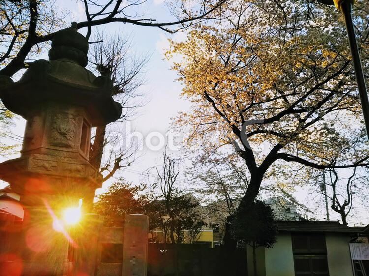 灯篭と夕暮れの桜 桜,灯篭,神社の写真素材