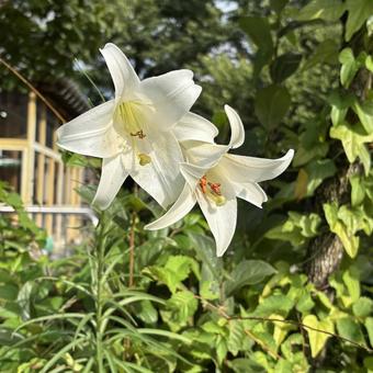 おじいちゃんちのゆり おじいちゃんちのゆり ゆり,花,白いの写真素材