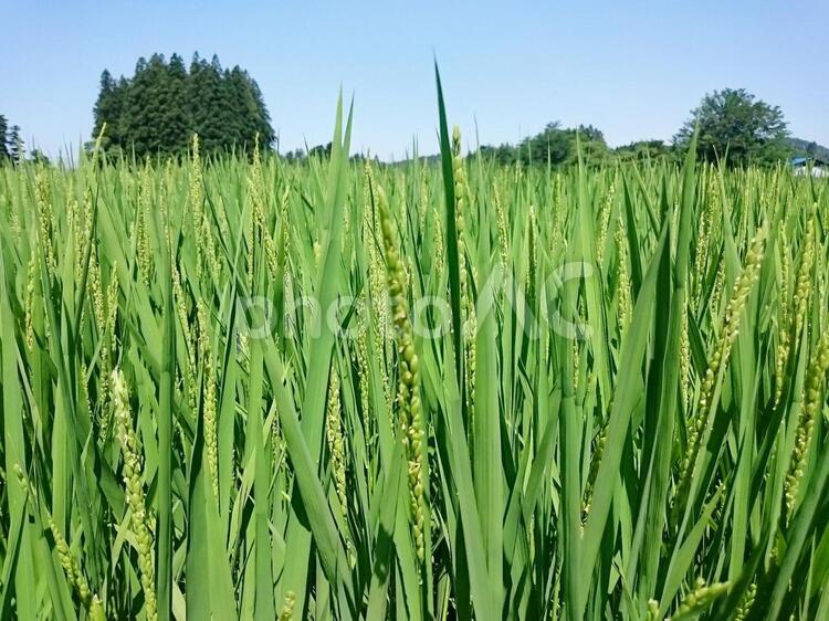 実り始めの稲 稲,米,田んぼの写真素材