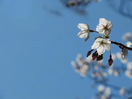 桜の写真