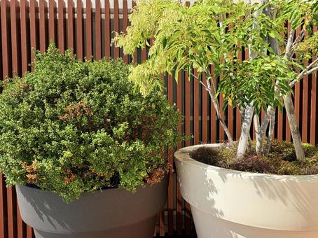 鉢植えのグリーンテラス 鉢植えのグリーンテラスの写真