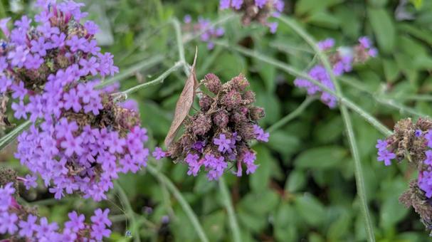 紫の花に乗る茶色のバッタ 紫の花に乗る茶色のバッタの写真