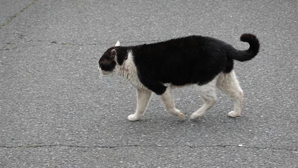 ある日の猫 ある日の猫の写真