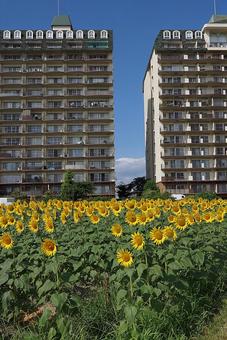 第1なぎさ公園 ひまわり2025年⑮ 第1なぎさ公園 ひまわり2025年⑮の写真