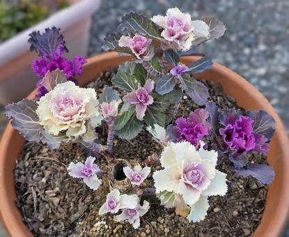 生残り葉牡丹の寄せ植え 葉牡丹,植物,園芸の写真素材